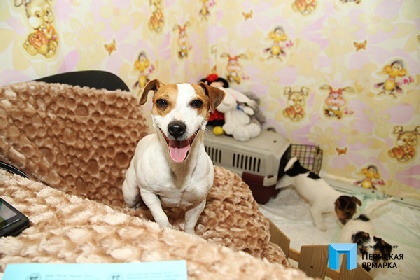 Самые популярные породы собак ждут горожан на «Пермской ярмарке»