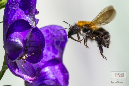 В Верещагинском районе массово погибли пчелы