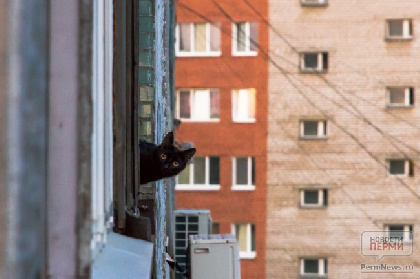 У пермского приюта для кошек «Матроскин» есть месяц, чтобы найти новое помещение