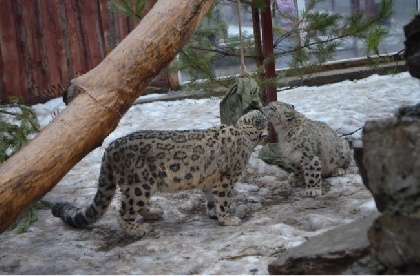 Котенок снежного барса отправился из Перми в Челябинск