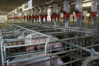 В Березовском районе свиновода уличили в нарушении санитарных норм