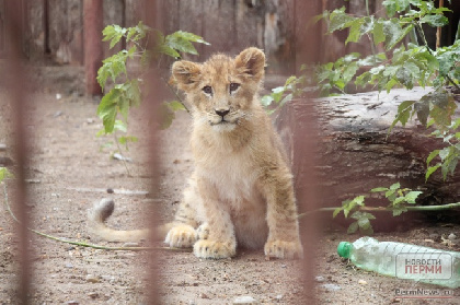 Пермский зоопарк передадут в краевую собственность