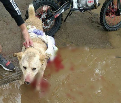 В Новоильинском живодер стрелял по собакам из лука