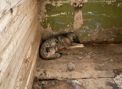 Суд закрыл скандальный приют для собак «Дружок» в Прикамье