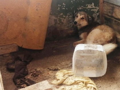 «Собаки там воют»: в Пермском крае требуют закрыть приют, где в антисанитарии держат животных